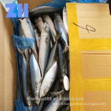 frozen pacific jack chub crown mackerel fish